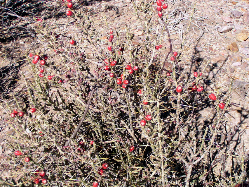 Desert Berries